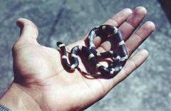 Leptodeira nigrofasciata