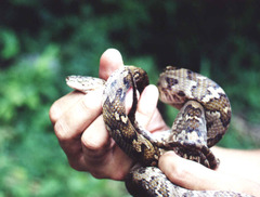 Trimorphodon quadruplex