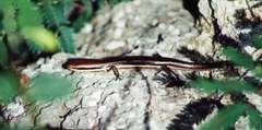 Marisora brachypoda