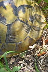 Testudo hermanni