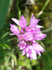 Allium serra