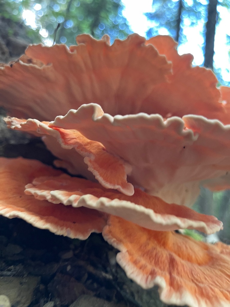Low view beneath chicken of the woods shelves showing the cream-white pore surface