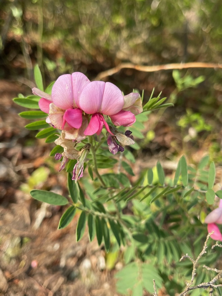 Pink-and-cream Goat's Rue flowers above silvery green leaves