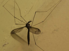 Austrotipula hudsoni