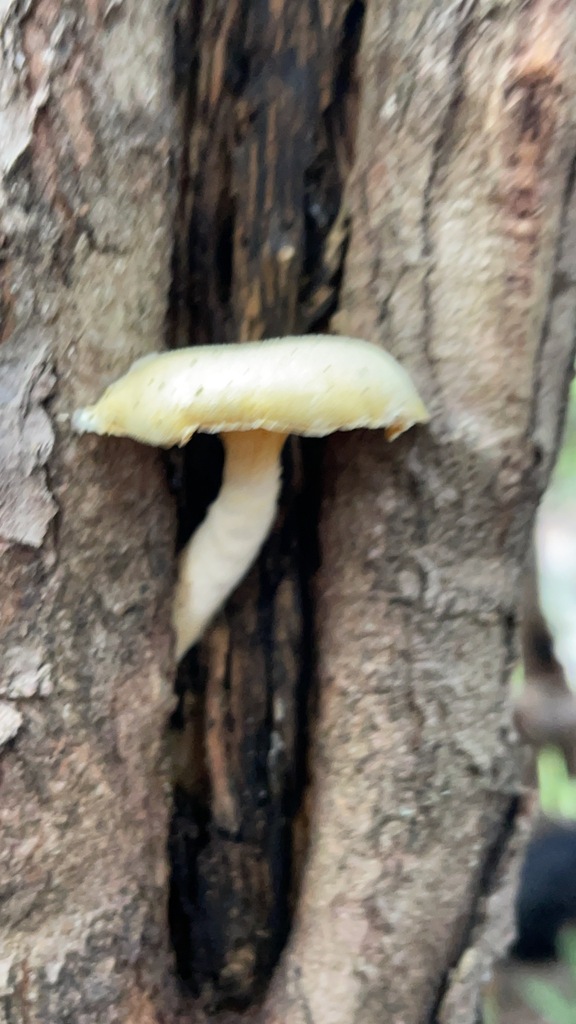 Closer view of the pale lynx paw oyster cap and stalk against dark wood