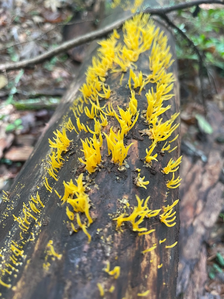 Tiny yellow Club-Like Tuning Fork fungi branching from decaying hardwood