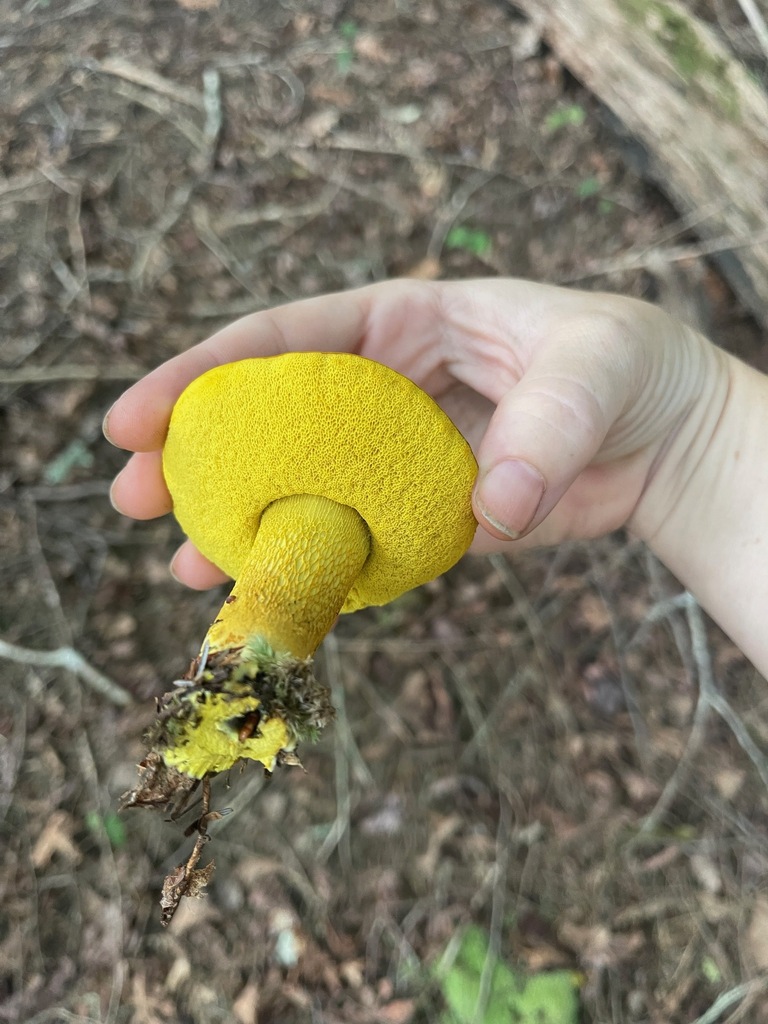 Ornate-Stalked Bolete — golden pore surface and raised stalk network