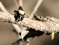 Laphria macquarti