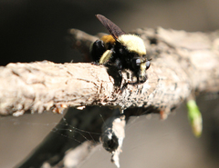 Laphria macquarti