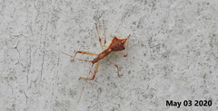 Epidaus tuberosus