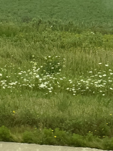 wild carrot