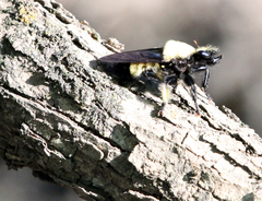 Laphria macquarti