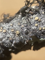 Palicella schizochromatica