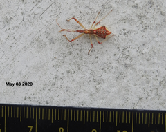 Epidaus tuberosus