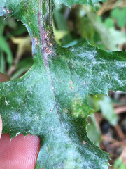 Miyagia pseudosphaeria