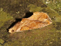 Plusiodonta coelonota