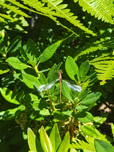 iNaturalist observation photo of Lestoidea