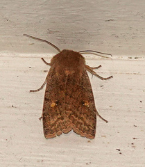 Eupsilia vinulenta