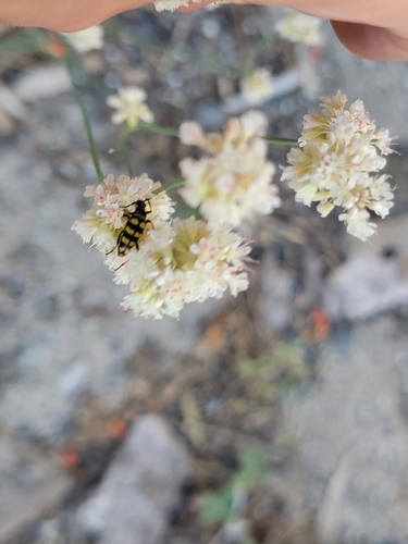 iNaturalist observation photo of Stenostrophia tribalteata