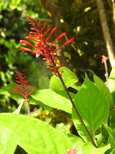 Odontonema cuspidatum image