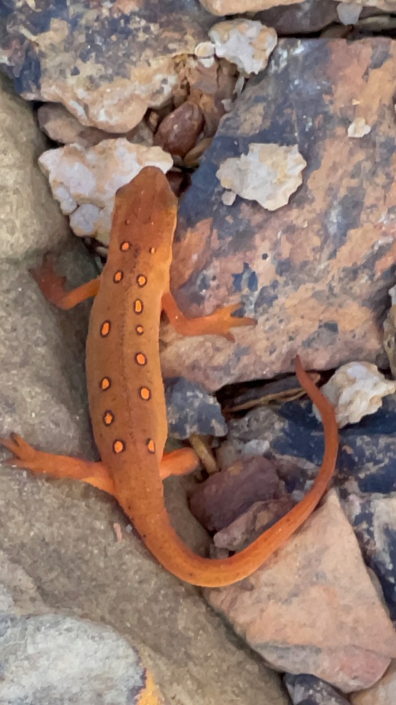 Sharp close view of an orange eastern newt with red-ringed dorsal spots crossing mottled stones