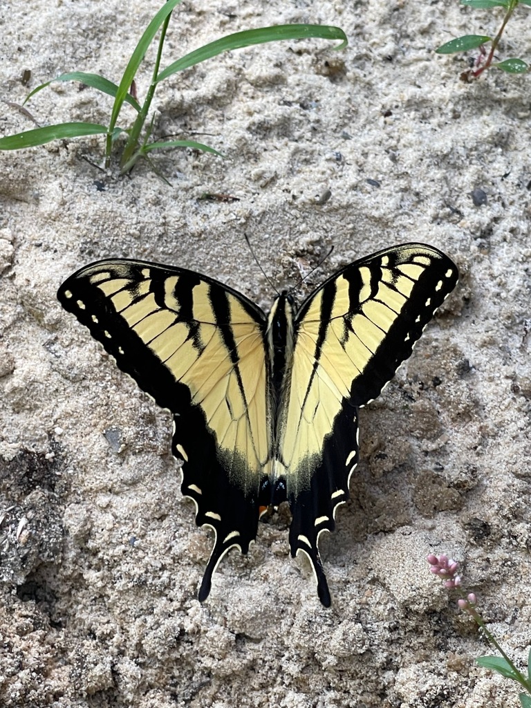 Eastern Tiger Swallowtail with black-striped yellow wings held open