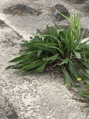 Plantago lanceolata