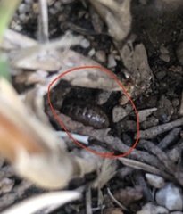 Armadillidium vulgare