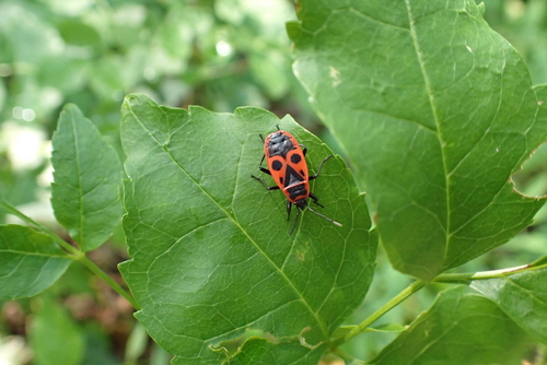 European Firebug