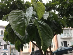 Morus macroura
