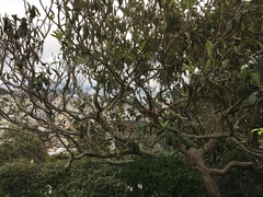 Eriobotrya japonica