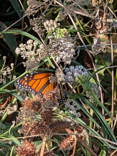 Monarch