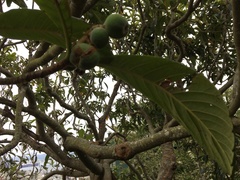 Eriobotrya japonica