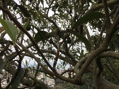 Eriobotrya japonica