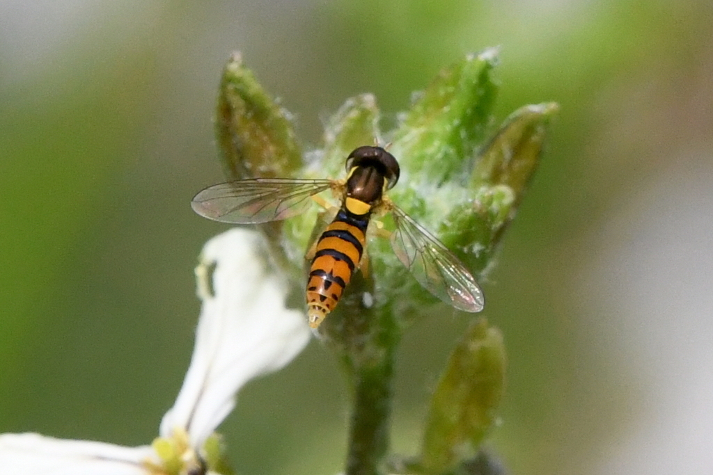 Violaceous Globetail
