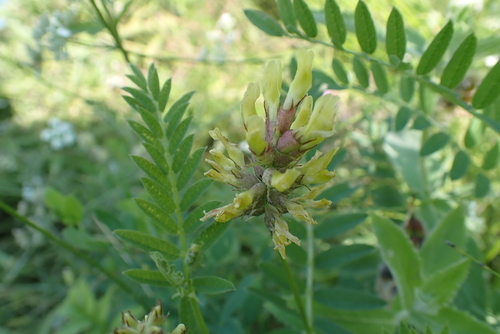 Chickpea Milkvetch