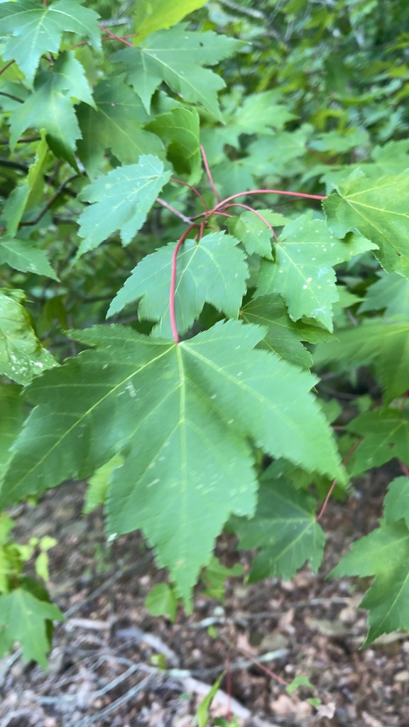 Red Maple leaves and reddish petioles in the green understory