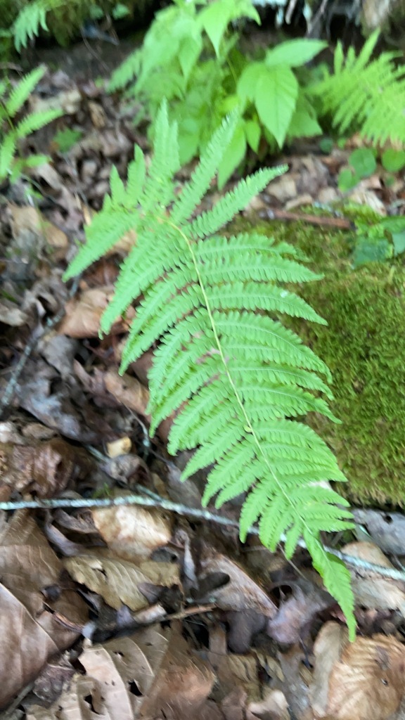 New York Fern frond rising from a shaded Appalachian forest floor