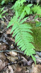 One fully opened New York Fern frond above dark moss and curled brown leaves