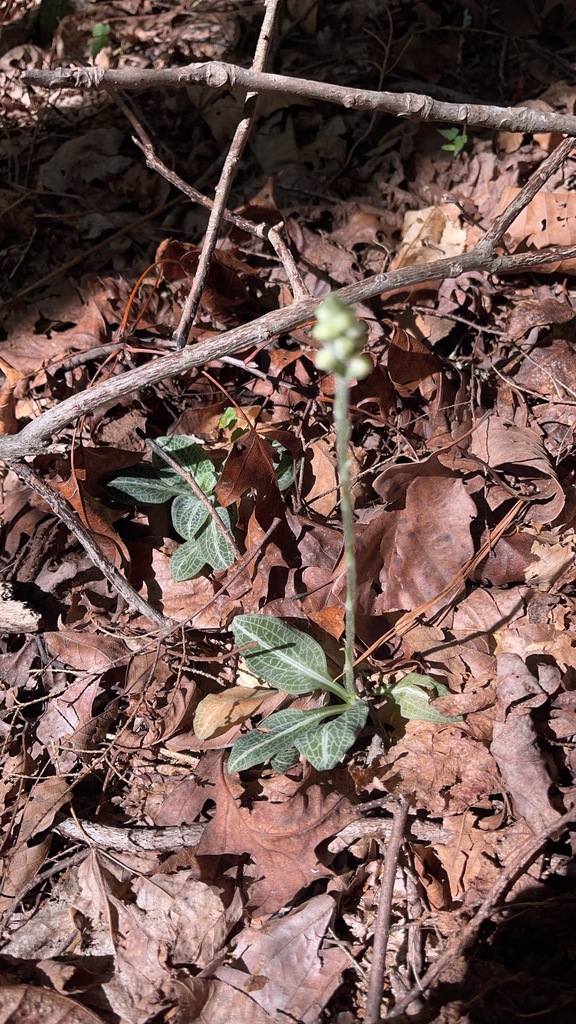 Downy Rattlesnake Plantain leaf rosette and flower stalk