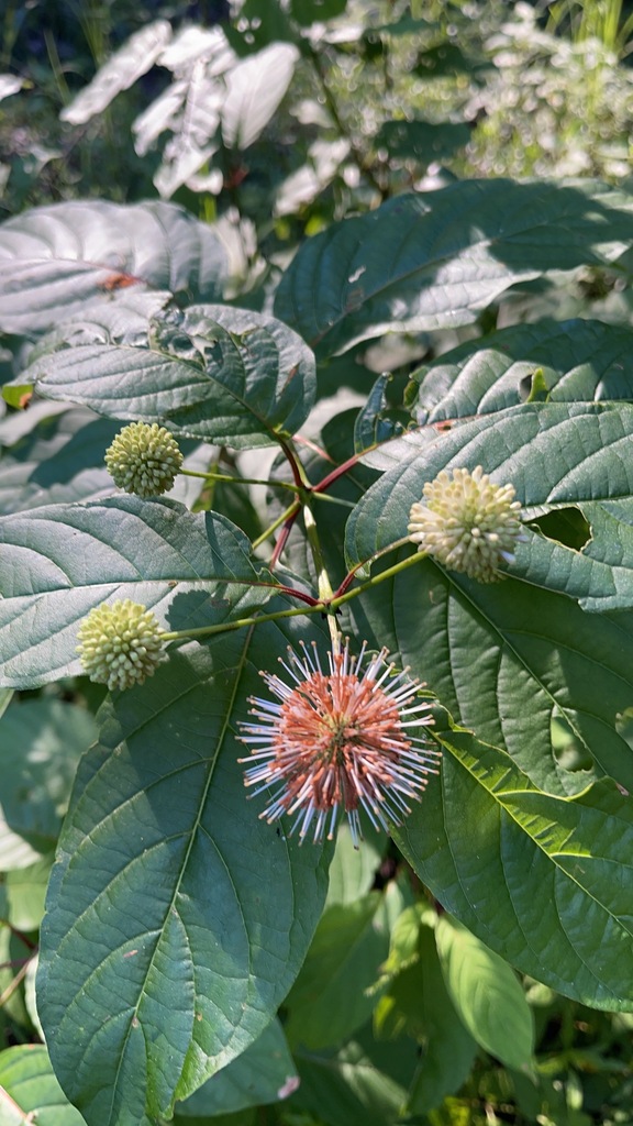 Spherical white Buttonbush flower head at the water's edge