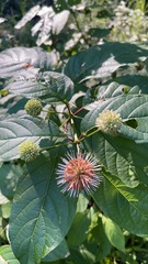 Spherical white Buttonbush flower head at the water's edge