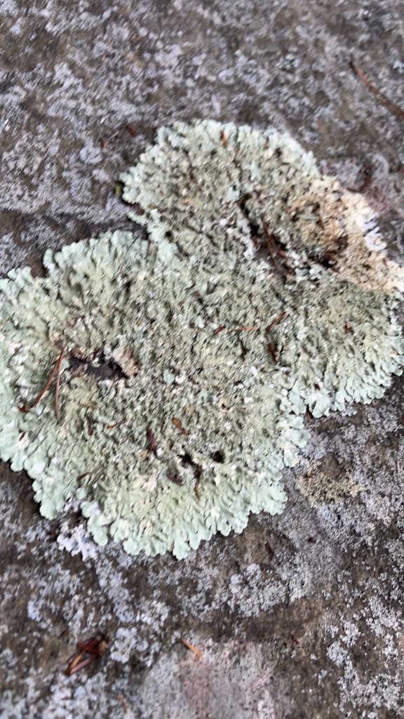 Pale green Rock Greenshield Lichen spreading across a dark rock surface