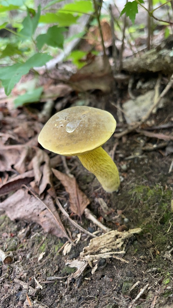 Yellow Ornate-Stalked Bolete rising from the leafy forest floor