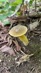 Yellow Ornate-Stalked Bolete rising from the leafy forest floor