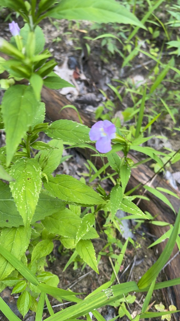 Purple sharpwing monkeyflower blooming among wet green leaves on a shaded bank