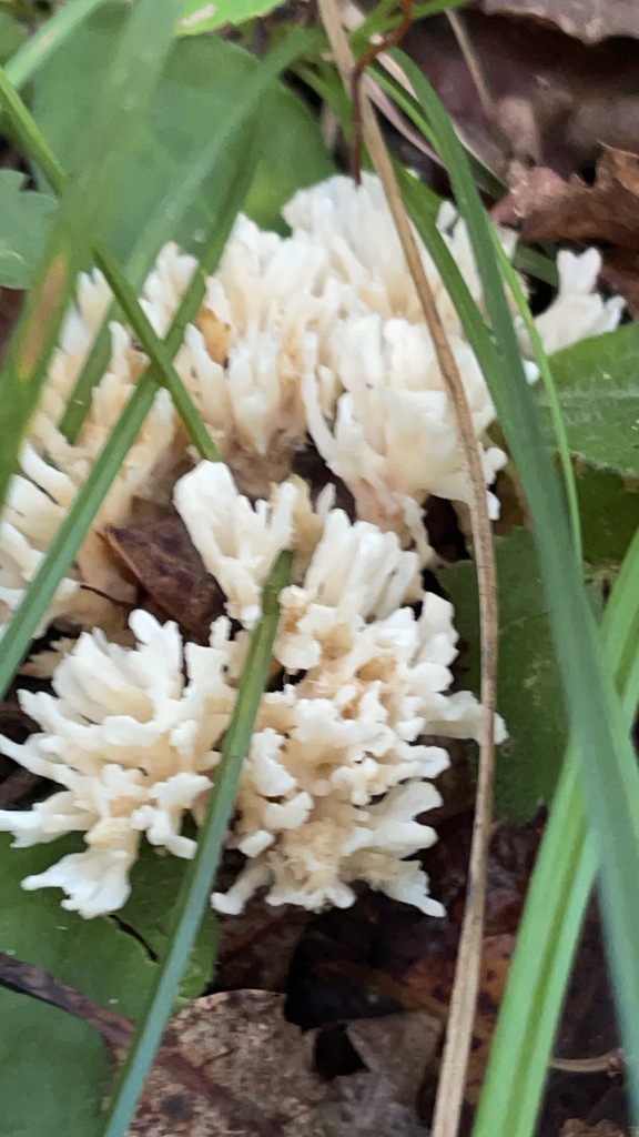 Vertical view of Jellied False Coral Fungus branching through leaf litter