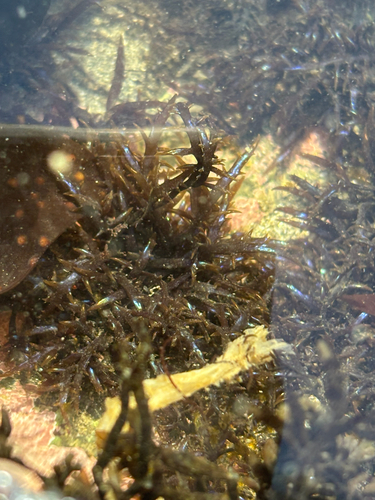 Chondracanthus canaliculatus observed 2026-07-31