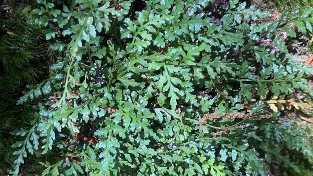 Mountain Spleenwort fronds from an earlier observation