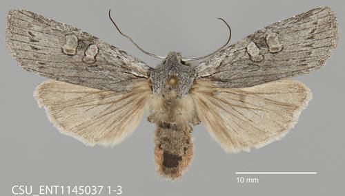 Large Grey Pinion photo 4